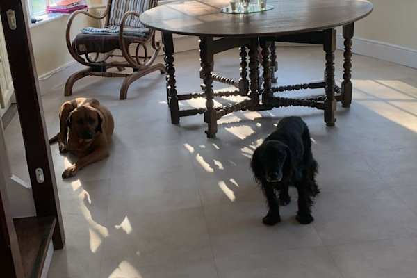 House sit in Ashbourne, Ireland