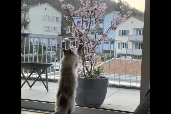 House sit in Zürich, Switzerland