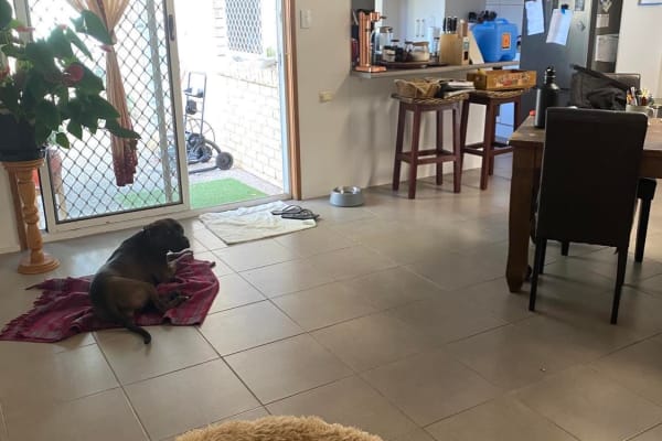 House sit in Gold Coast, QLD, Australia
