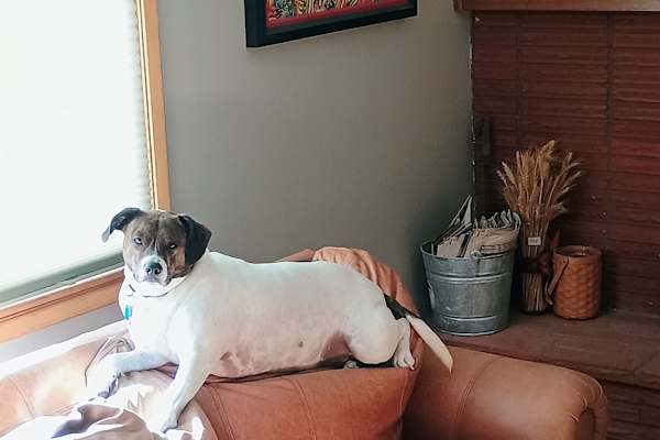 House sit in Spokane, WA, US