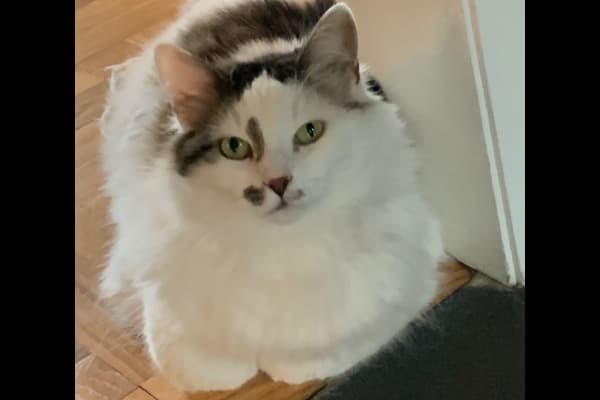 House sit in Nashville, TN, US