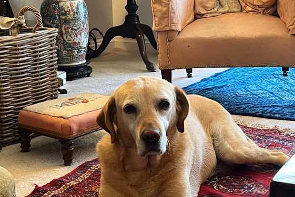House sit in Yelverton, United Kingdom