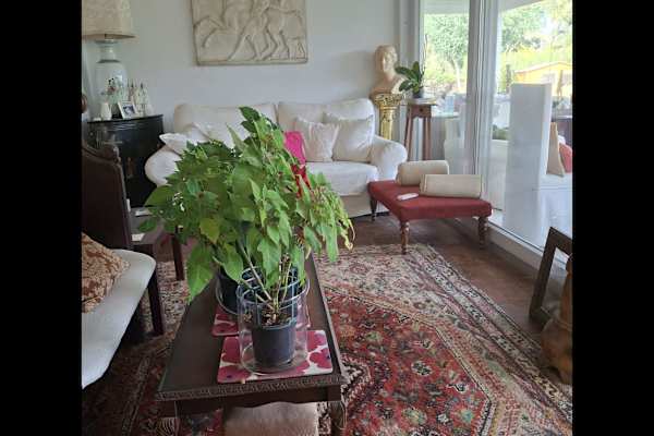 House sit in Guadiaro, Spain