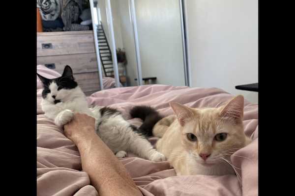 House sit in Melbourne, VIC, Australia