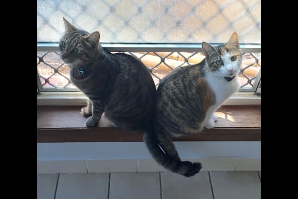 House sit in Hervey Bay, QLD, Australia