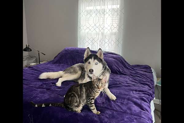 House sit in Savannah, GA, US