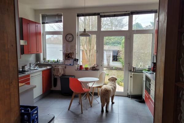 House sit in Brussels, Belgium