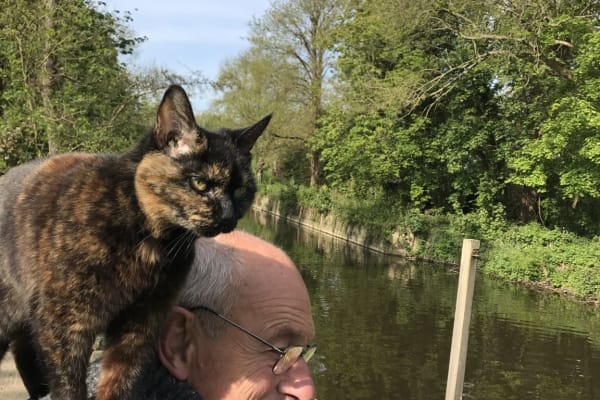House sit in Weybridge, United Kingdom