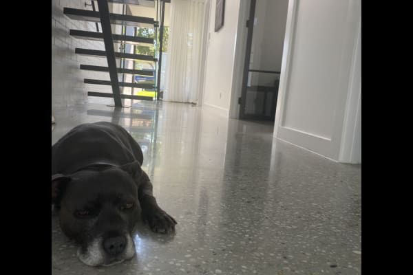 House sit in Sydney, NSW, Australia