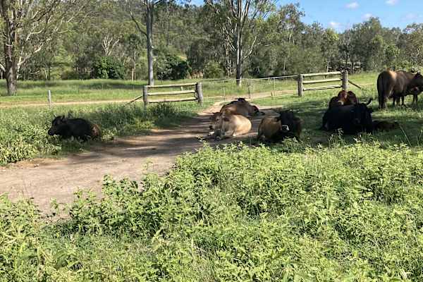 House sit in Calliope, QLD, Australia