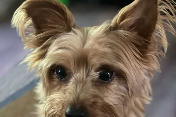 House sit in Maple Ridge, BC, Canada