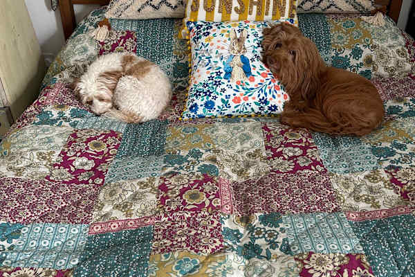 House sit in Camborne, United Kingdom