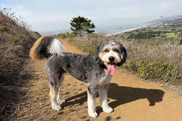 House sit in Burlingame, CA, US