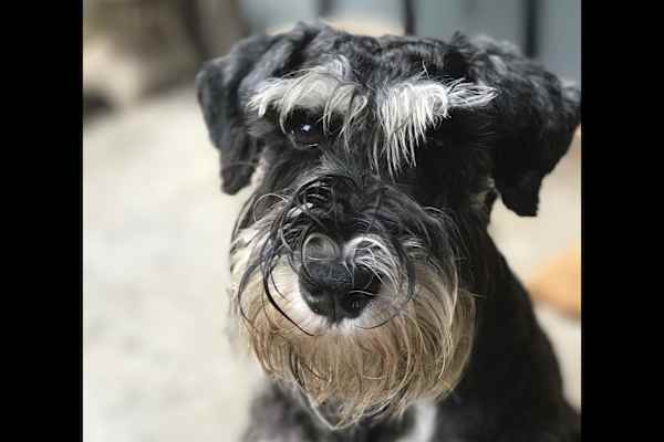 House sit in San Luis Obispo, CA, US