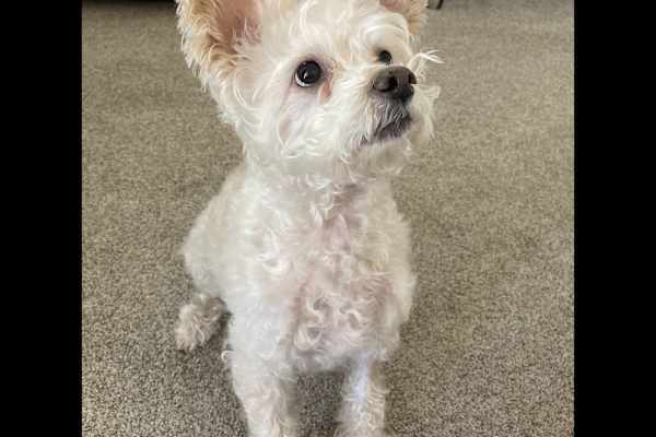 House sit in Lafayette, CO, US