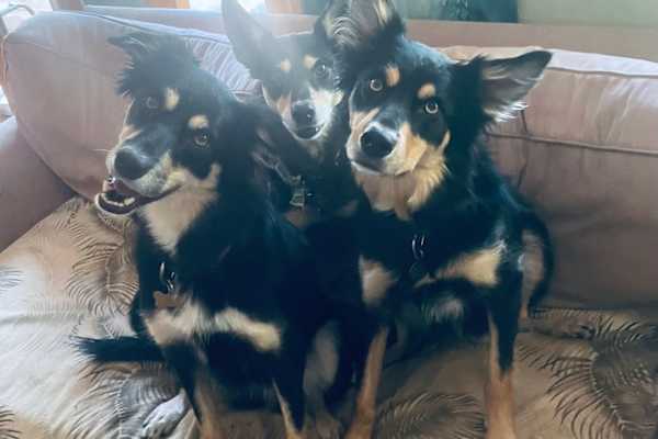 House sit in Los Altos Hills, CA, US