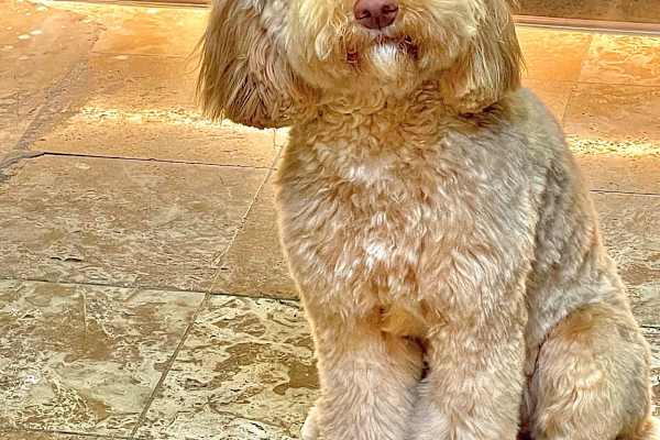 House sit in Isleworth, United Kingdom