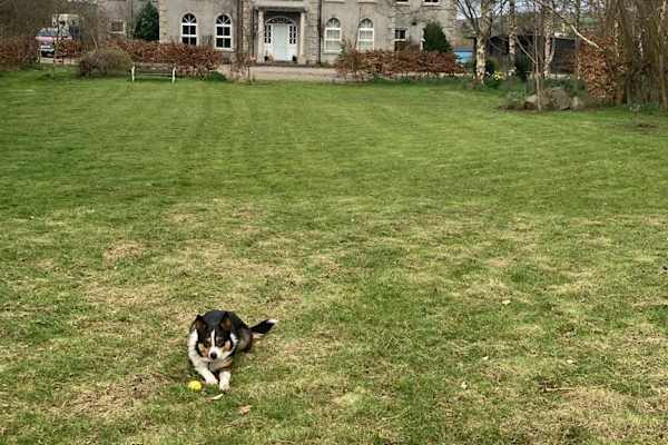 House sit in Banbridge, United Kingdom