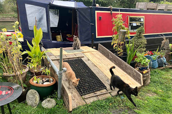 House sit in Cosgrove, United Kingdom