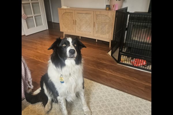 House sit in Carlton, TAS, Australia