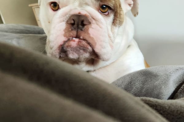 House sit in Sydney, NSW, Australia