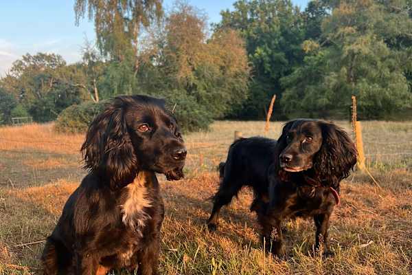 House sit in Newbury, United Kingdom