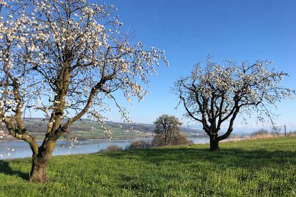 House sit in Beinwil, Switzerland