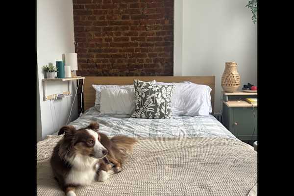 House sit in Brooklyn, NY, US