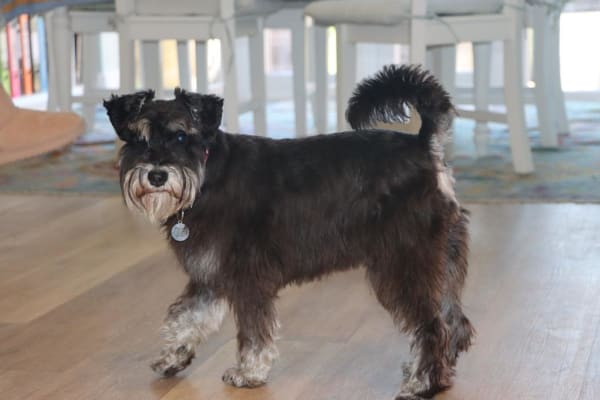 House sit in Canterbury, United Kingdom