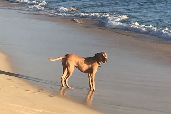 House sit in Mililani Town, HI, US