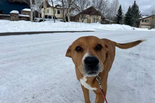 House sit in Steamboat Springs, CO, US