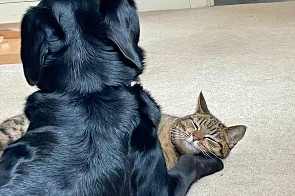 House sit in Stockbridge, United Kingdom