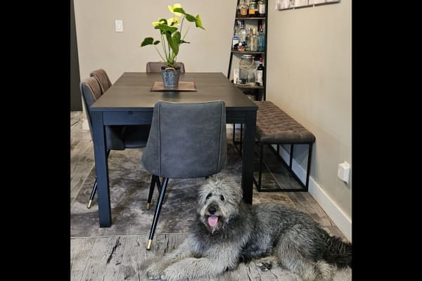 House sit in Vancouver, BC, Canada