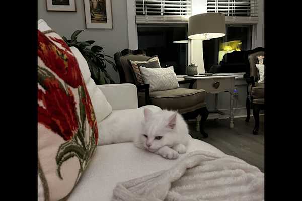 House sit in Ocean Isle Beach, NC, US