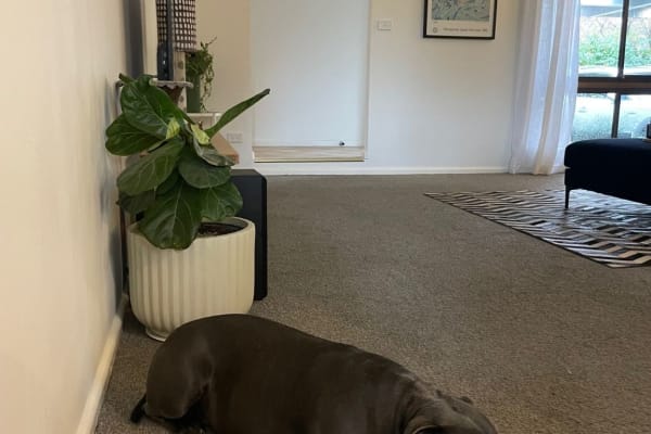 House sit in Orange, NSW, Australia