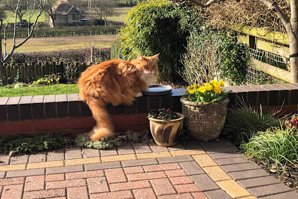 House sit in Mickleover, United Kingdom