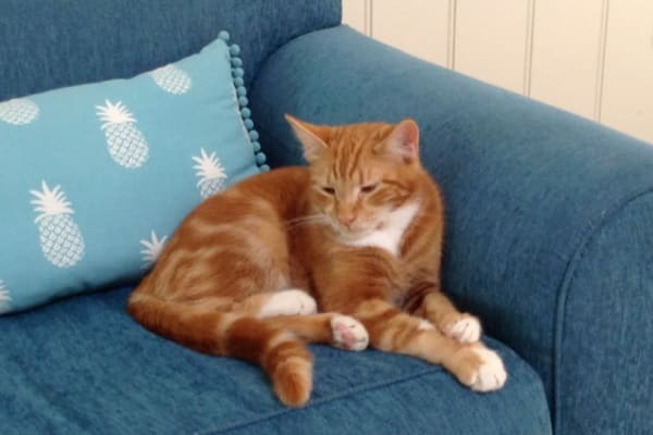 House sit in Lake Munmorah, NSW, Australia