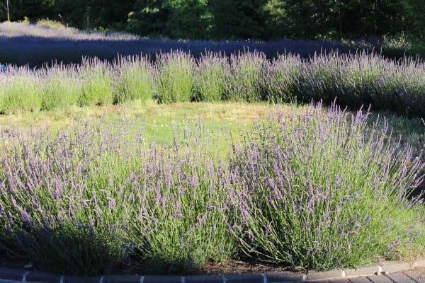 House sit in Sooke, BC, Canada