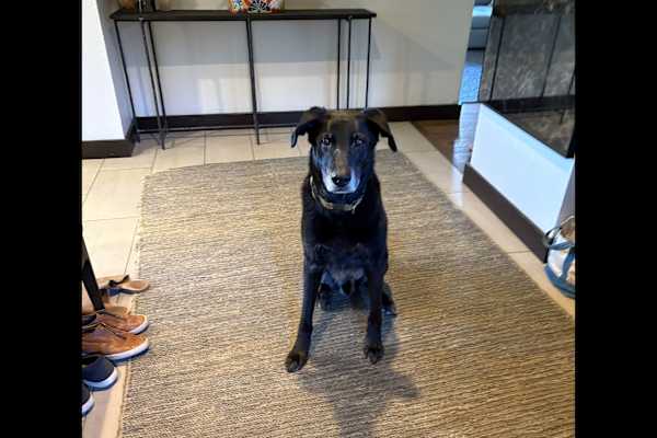 House sit in Dillon, CO, US