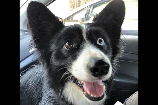 House sit in Alexandria, VA, US