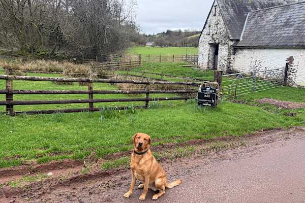 House sit in Trecastle, United Kingdom