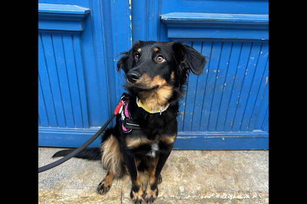 House sit in Budapest, Hungary