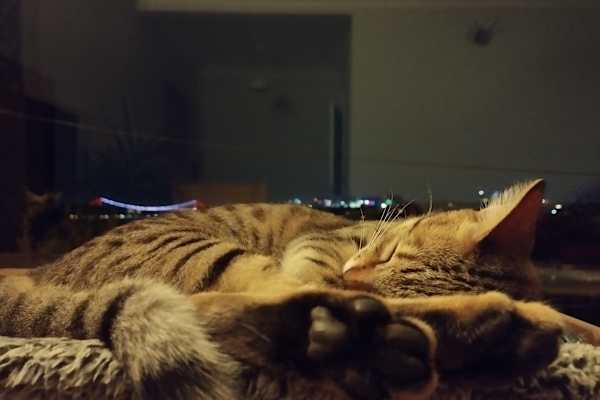 House sit in Berlin, Germany