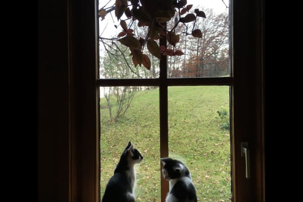 House sit in Eggelsberg, Austria