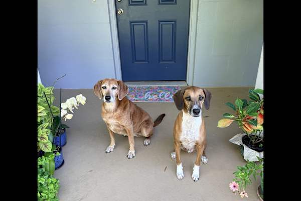 House sit in Atlantic Beach, FL, US