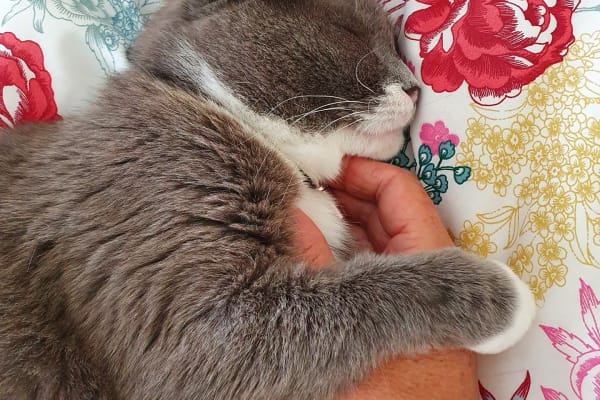 House sit in The Mumbles, United Kingdom