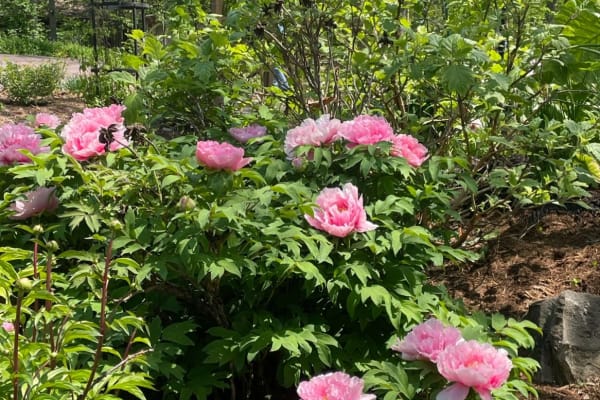 House sit in Madison, WI, US