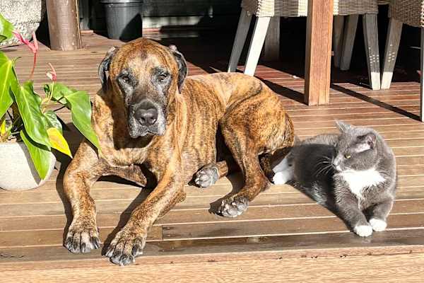 House sit in Gold Coast, QLD, Australia