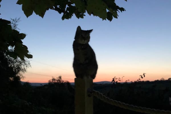 House sit in Totnes, United Kingdom