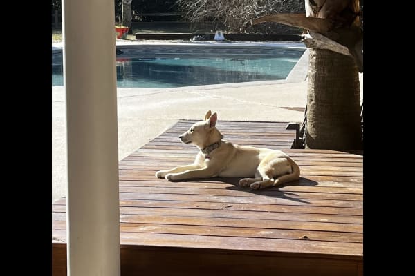 House sit in Mobile, AL, US